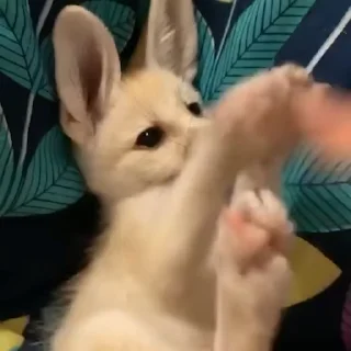 🦊