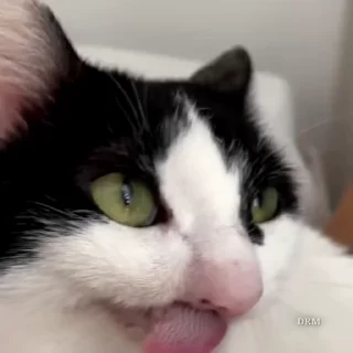🐾