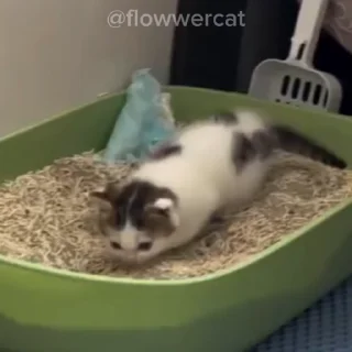 💩