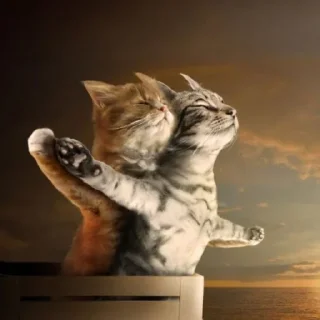 🐈