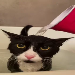 🐈