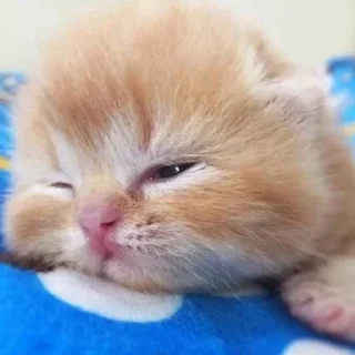 🍡