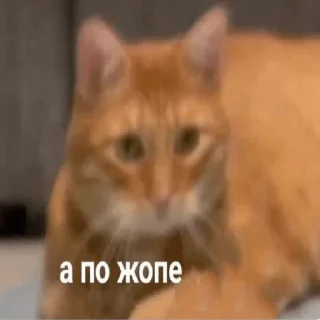 ✋