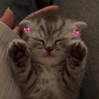 🐱