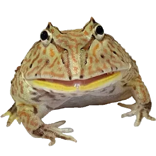 🐸
