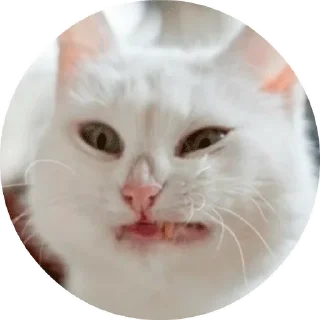 😾
