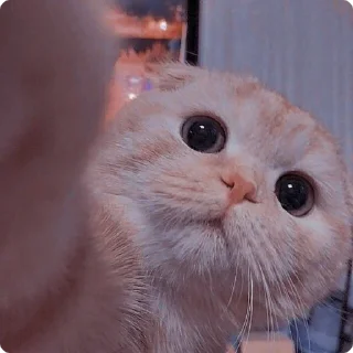 😽