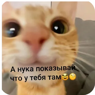 🐱