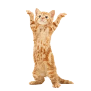 🐱