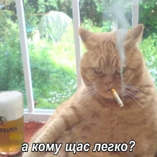 😾