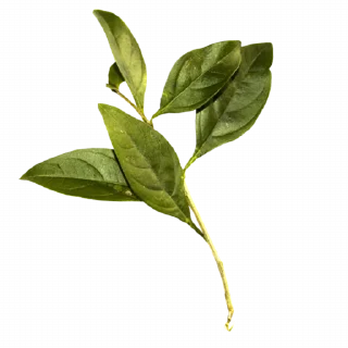 🌿