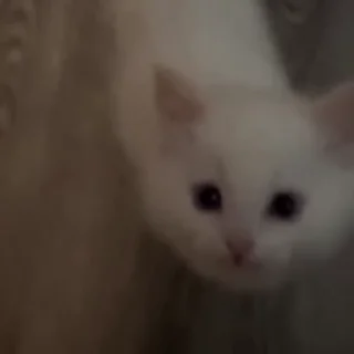 🥺