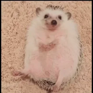 🦔