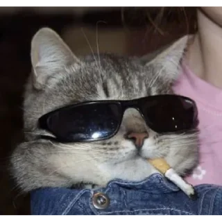 😎