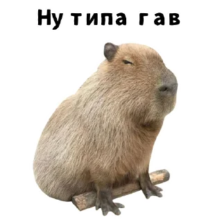 🦫