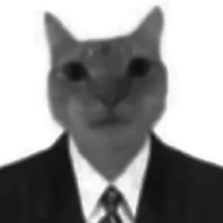 🐈‍⬛️