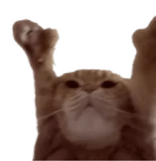 🐱
