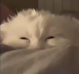 💤
