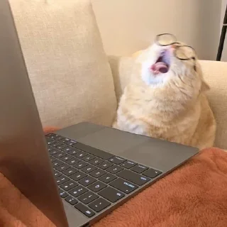 🐈