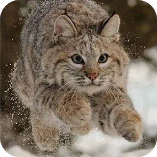 🐱