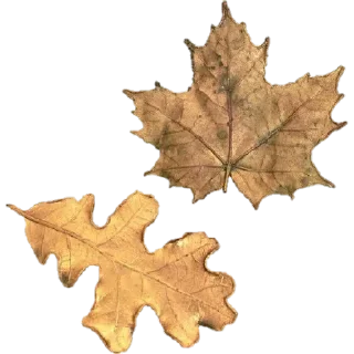 🍁