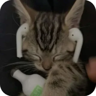 🐱