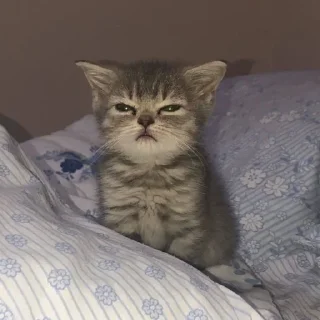 🐾