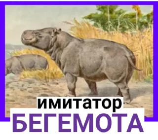 🦏