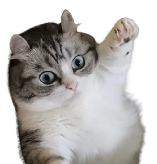 😺