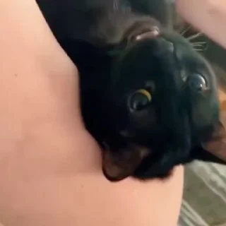 🐈