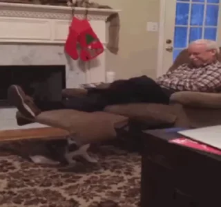 😸