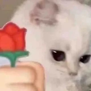 🌹