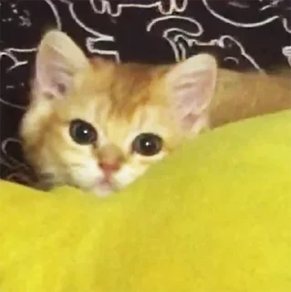 👀