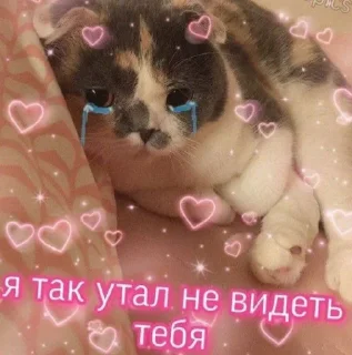 😿