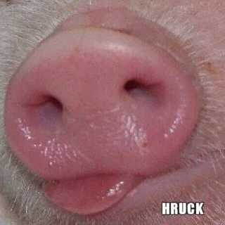 🐷