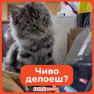 ❓