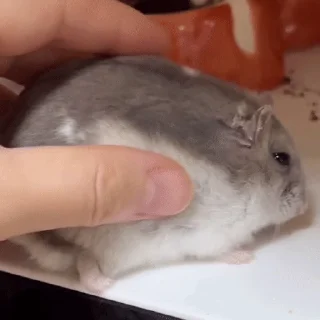 🐹