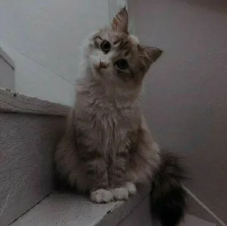 🐈