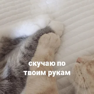 🐾