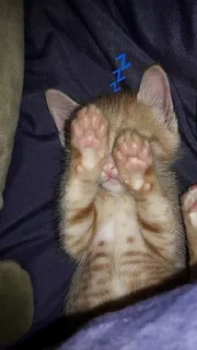 💤