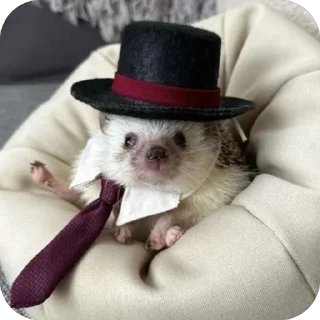 🎩