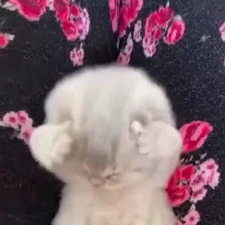 🥺