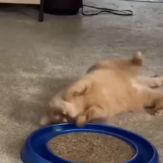 🐈