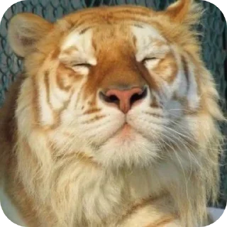 🐱