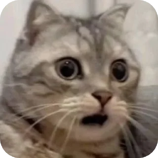🐱