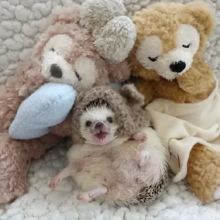 🦔