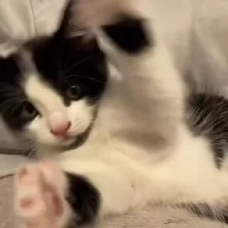 👹