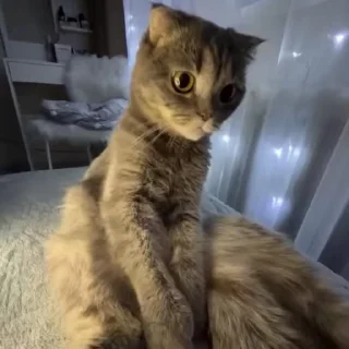😡