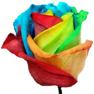 🌹
