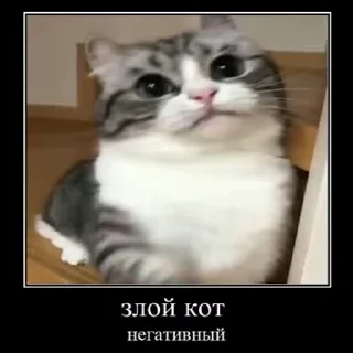 Ебучий кот